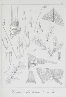 3733
<br/>
Prodromus florae bryologicae Surinamensis, accedit Pugillus speciorum novarum florae bryologicae Venezuelanae
<br/>
<em></em>